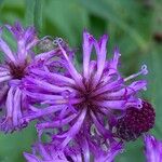 Vernonia noveboracensis Flower