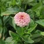 Zinnia elegansFlower