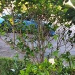 Gardenia jasminoides Hábito