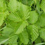 Filipendula ulmaria Blad