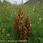 Orobanche gracilis Hábito