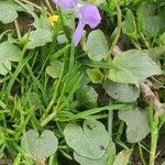 Viola riviniana List