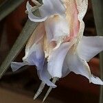 Tillandsia bergeri Flower