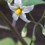Solanum nigrum Kwiat