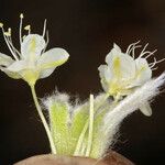 Eriogonum robustum Květ