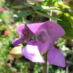 Vigna speciosa Lorea