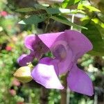 Vigna speciosa Flower