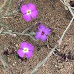 Malcolmia triloba Λουλούδι