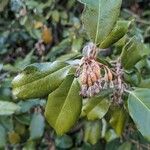 Elaeagnus × submacrophylla Folio