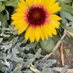 Gaillardia pulchella Flower