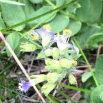 Polemonium occidentale Hábito