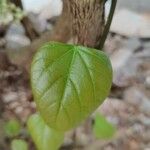 Cordia myxa 葉