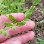 Myosotis macrosperma Leaf