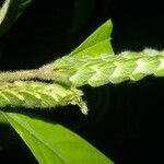 Justicia refractifolia Fruto