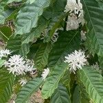 Coffea arabica পাতা