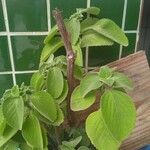 Coleus barbatus Leht