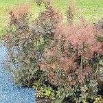 Cotinus coggygriaഇല