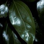 Cinnamomum tenuifolium Лист