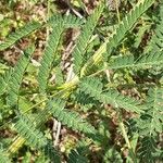 Mimosa quadrivalvis Φύλλο
