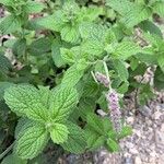 Mentha × villosa Frunză