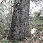 Populus tremula বাকল