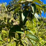 Miconia rubiginosa Leaf