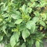 Amaranthus powellii Агульны выгляд