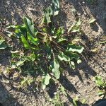 Rumex spinosus 整株植物