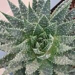 Aloe aristata Blatt