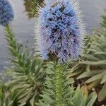 Echium candicans花