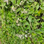 Capparis sepiaria Leaf