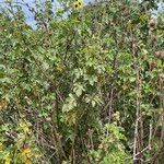 Hibiscus diversifolius Habit