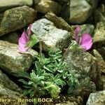 Viola diversifolia موطن