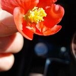 Chaenomeles speciosaFlower