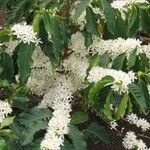 Coffea arabica Flower