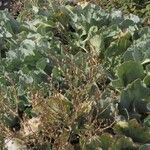 Crambe maritima Feuille