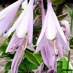 Hosta plantaginea Flor