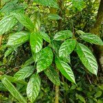 Ficus subincisa Hoja