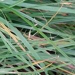 Carex nachiana Hoja