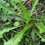 Taraxacum clemens Deilen