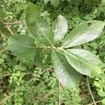 Salix atrocinerea Foglia
