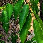 Wrightia pubescens Likasa