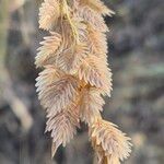 Eragrostis superba Fruchs