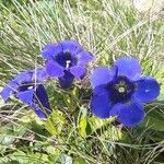 Gentiana acaulis Flor