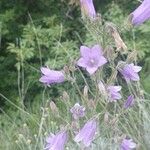 Campanula sibiricaBlomst