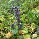 Ajuga reptansFlower