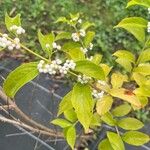 Callicarpa dichotoma Blodyn