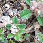 Trifolium striatum Květ