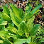 Scrophularia oblongifolia Blatt