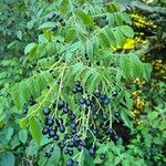 Clausena anisata Frucht